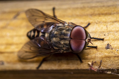 Close-up of fly