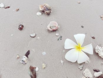 High angle view of flower on sand