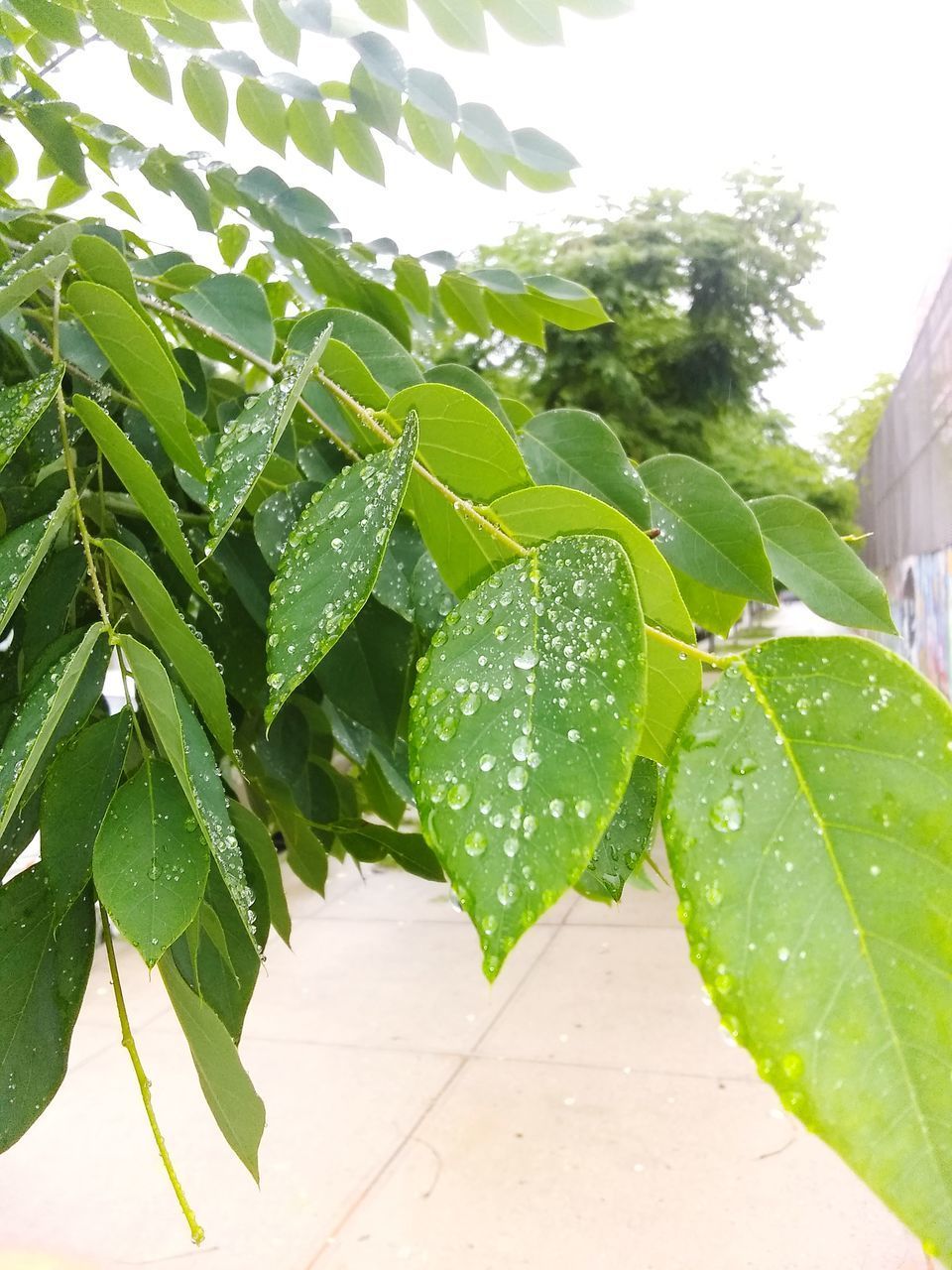 CLOSE-UP OF RAINDROPS ON LEAVES
