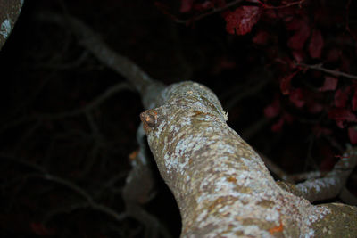 Close-up of lizard on tree trunk