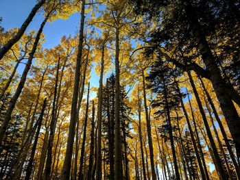 Fall in northern arizona.