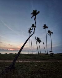 Palm trees on field against sky at sunset