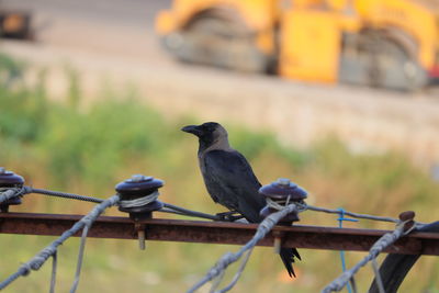 Bird perching on metal railing