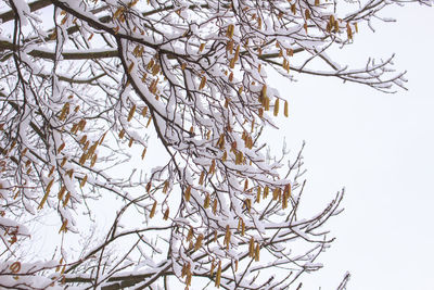 Low angle view of frozen bare tree against clear sky