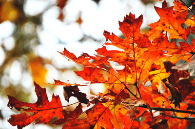 Close-up of maple leaves during autumn