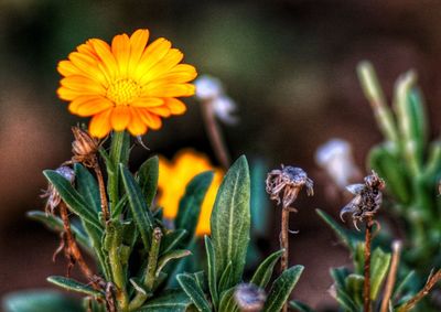 Close-up of yellow flowering plant