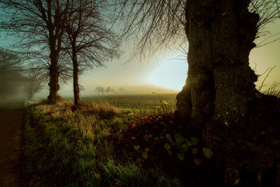 Trees on field against sky during foggy weather