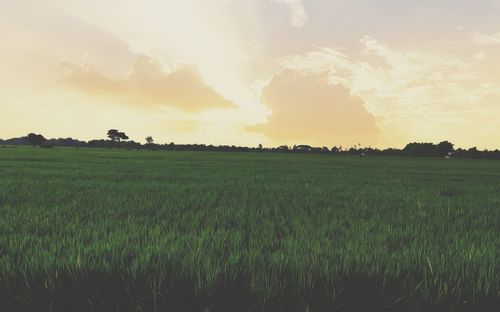 Scenic view of agricultural field against sky during sunset