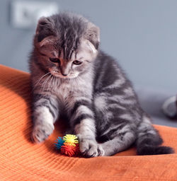 Little kitten playing with the ball