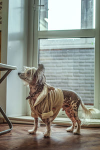 Close-up of dog on window