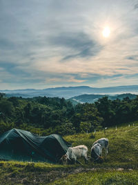 View of an animal on field against sunset sky