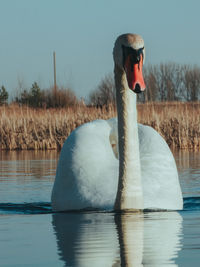 Close-up of duck swimming in lake