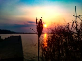 Silhouette of plant against sunset