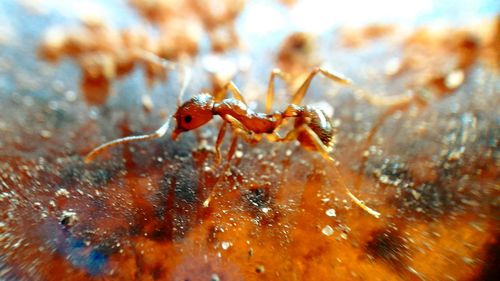 Close-up of ant on surface