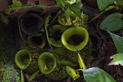 High angle view of leaves on field