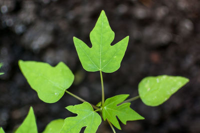 Close-up of green leaves