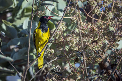 Bird perching on branch