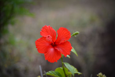 Close-up of red hibiscus