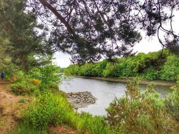 Scenic view of lake by trees in forest against sky