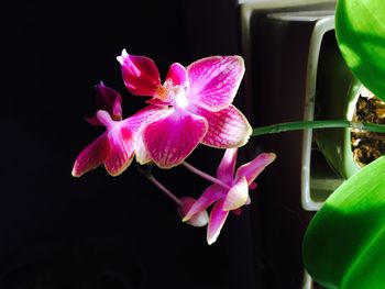 Close-up of pink flowers