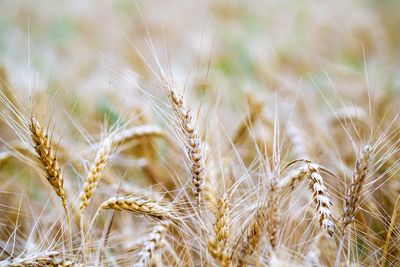 Close-up of stalks in field