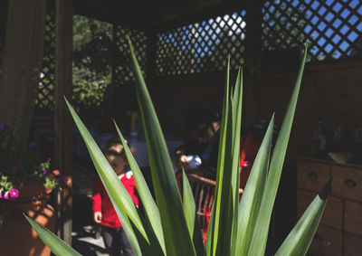 Close-up of plant against blurred background