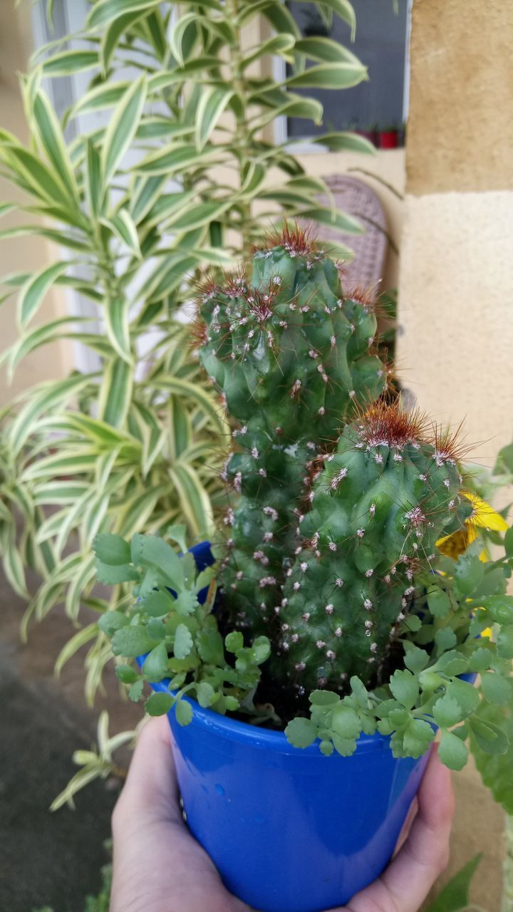 MIDSECTION OF PERSON HOLDING PLANT