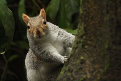 Close-up of squirrel sitting outdoors