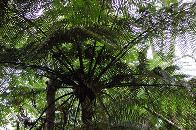 Low angle view of palm trees against sky