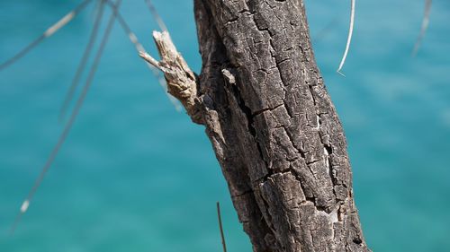 Close-up of tree trunk against blue sky