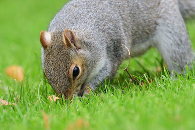 Close-up of a grey squirrel digging