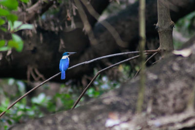 Bird perching on a tree