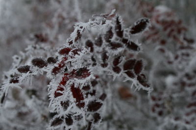 Close-up of snowflakes on snow
