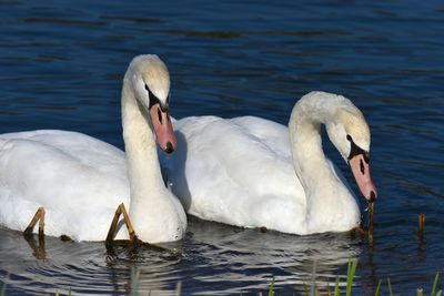 Swan swimming in lake