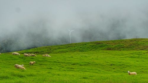 Scenic view of grassy field against sky