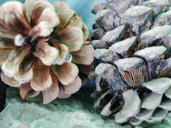 Close-up of shells on rock by sea