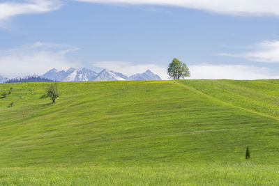 grassland