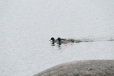 View of ducks swimming in lake