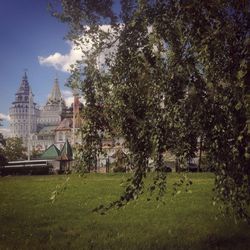 Trees in lawn