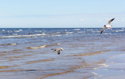 Seagulls flying over sea