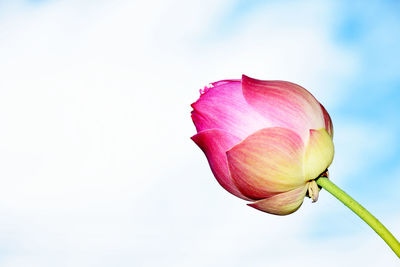 Close-up of pink tulip