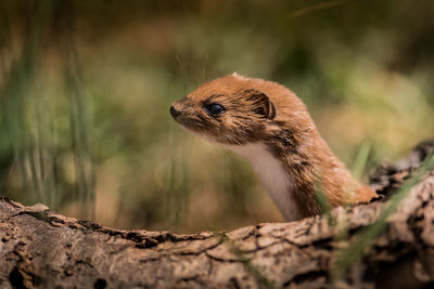 Close-up of squirrel on rock