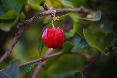 Close-up of red berries growing on tree