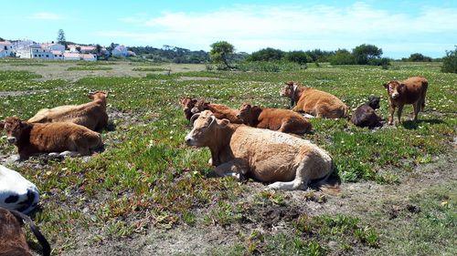 Cows grazing in a field