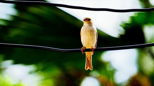 Close-up of bird perching on cables