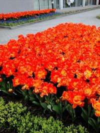 Close-up of red flowers