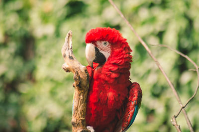 Close-up of parrot perching on branch