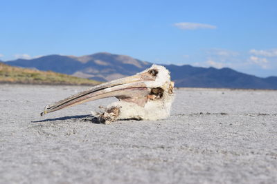 Close-up of animal skull against mountain