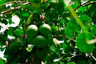 Close-up of fruits growing on tree