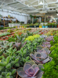 Close-up of succulent plants in greenhouse